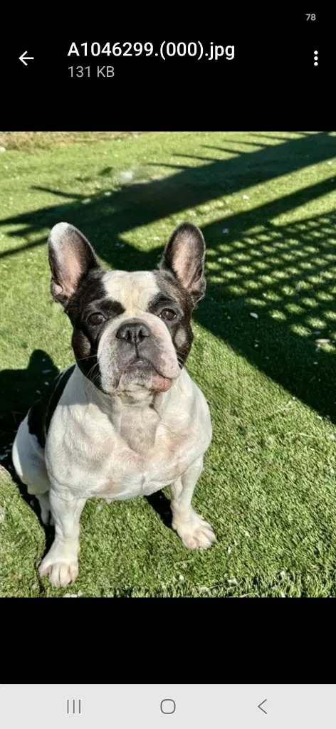 Ellie image 3