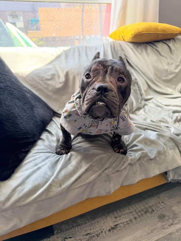 Tinsley - American Bulldog