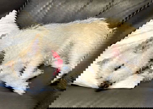 picture of the dog needing adoption