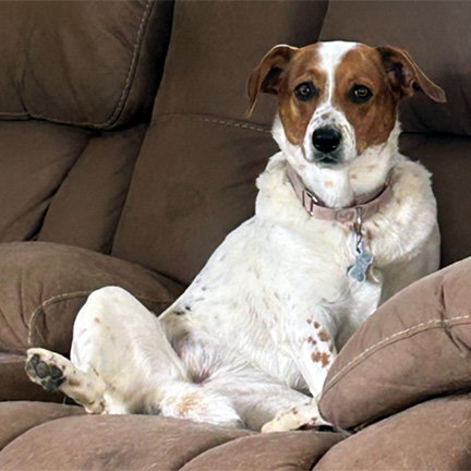 JEMMA - Basset Hound available for adoption