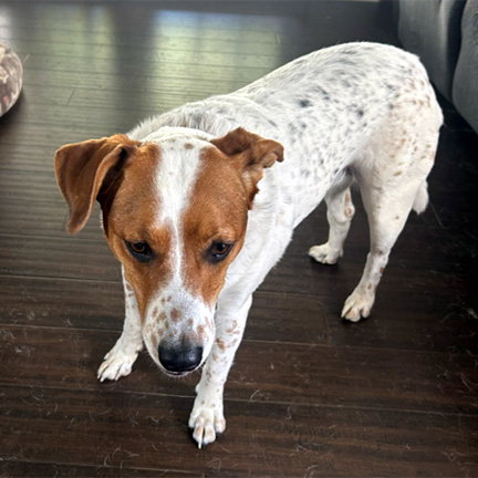 JEMMA - Basset Hound available for adoption