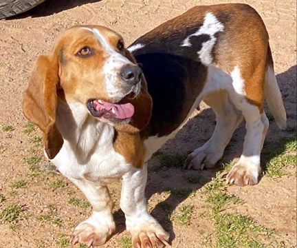 adoptable Dog in Milmay, NJ named ELLA - ADOPTION PENDING!