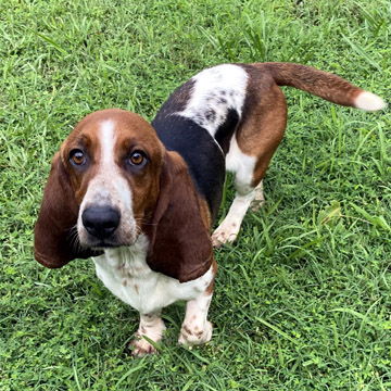 Dog for Adoption - POKEY, a Basset Hound in Rodney Village, DE | Alpha Paw