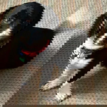 BARNIE