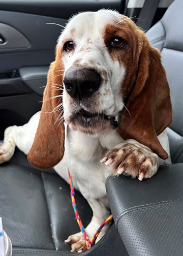 adoptable Dog in Deepwater, NJ named HANK - ADOPTION PENDING!