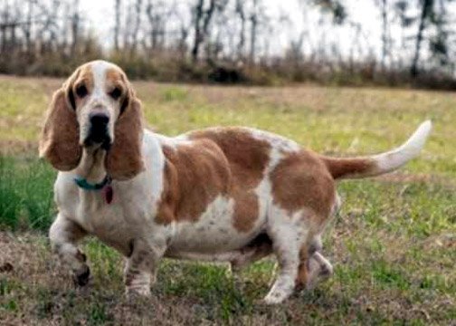 adoptable Dog in Deepwater, NJ named VINNY - ADOPTION PENDING!