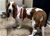adoptable Dog in , NJ named GYPSY - ADOPTION PENDING!