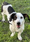 MELBA - ADOPTION PENDING!