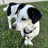 MELBA - ADOPTION PENDING!