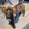 adoptable Dog in deepwater, NJ named RHETT