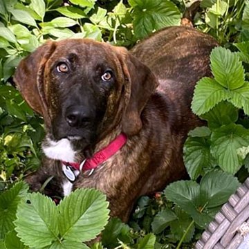 adoptable Dog in Deepwater, NJ named RHETT