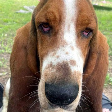 adoptable Dog in Deepwater, NJ named BUSTER - ADOPTION PENDING!