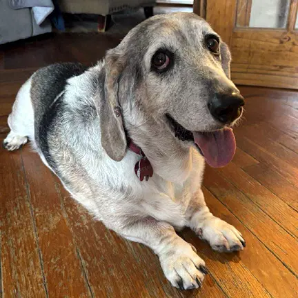 Petunia - Basset Hound