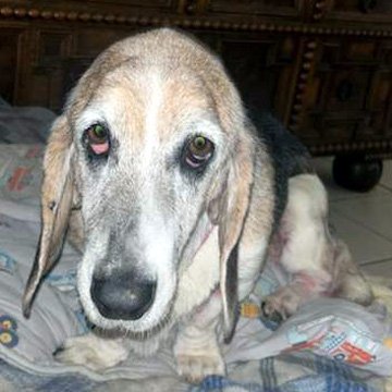 adoptable Dog in Deepwater, NJ named PETUNIA