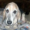 adoptable Dog in deepwater, NJ named PETUNIA