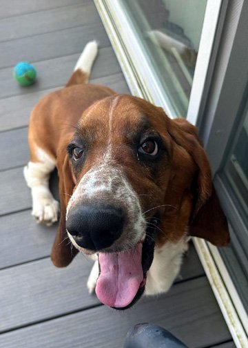 adoptable Dog in Deepwater, NJ named BOSLEY