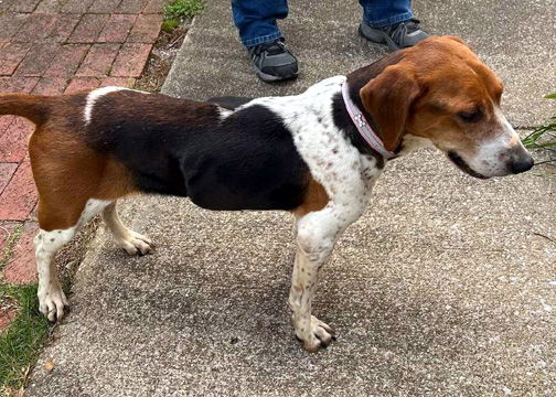 Dog for Adoption - MARLEY - ADOPTION PENDING!, a Beagle in Rodney ...