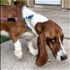 adoptable Dog in deepwater, NJ named WILLIE - ADOPTION PENDING!