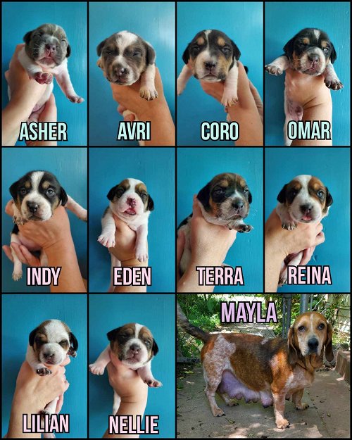 MAYLA & HER LITTER - COMING SOON!