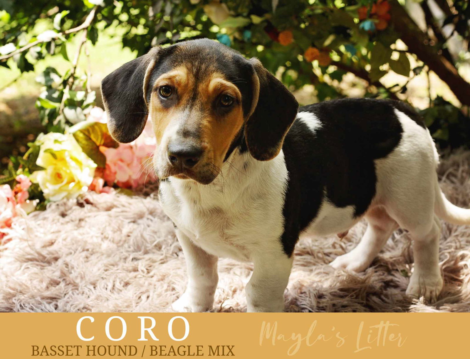 adoptable Dog in Deepwater, NJ named CORO