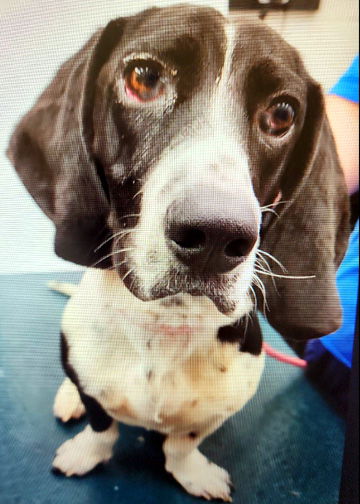 Dog for Adoption - CURTIS, a Basset Hound in Rodney Village, DE | Alpha Paw