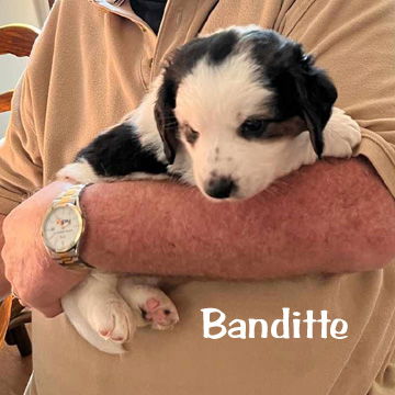 adoptable Dog in Deepwater, NJ named BANDITTE