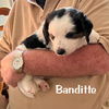 adoptable Dog in  named BANDITTE