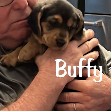 adoptable Dog in Deepwater, NJ named BUFFY