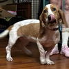 adoptable Dog in , NJ named CINNAMON - ADOPTION PENDING!