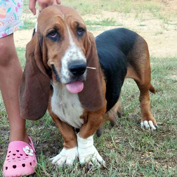 adoptable Dog in Deepwater, NJ named BETSY