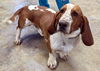 adoptable Dog in , NJ named RUFUS - ADOPTION PENDING!