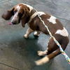 RUFUS - ADOPTION PENDING!