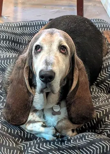 Coal - Basset Hound