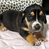 HENLEY - ADOPTION PENDING!