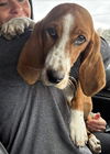 EUNICE - ADOPTION PENDING!