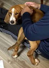 EUNICE - ADOPTION PENDING!