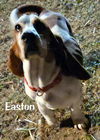 EASTON - ADOPTION PENDING!