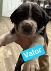 VALOR