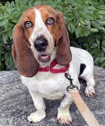Lucy Aka Lula - Basset Hound