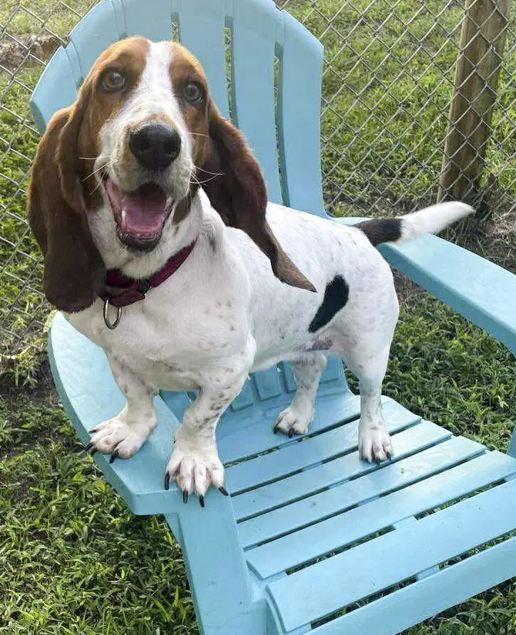 Lucy Aka Lula - Basset Hound