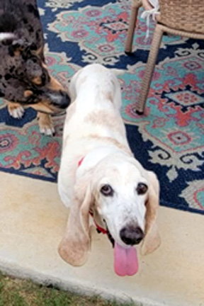 MOLLIE MAE - ADOPTION PENDING! - Basset Hound available for adoption