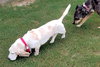 MOLLIE MAE - ADOPTION PENDING! - Photo 3