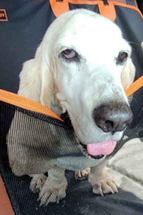 MOLLIE MAE - ADOPTION PENDING!