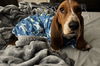 adoptable Dog in Milmay, NJ named GEORGE