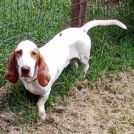adoptable Dog in Milmay, NJ named KING