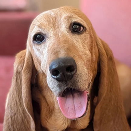 adoptable Dog in Milmay, NJ named SASSY