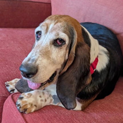 adoptable Dog in Milmay, NJ named ANNIE MAE