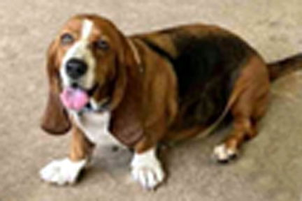 adoptable Dog in Milmay, NJ named MAGGIE ANN
