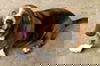 adoptable Dog in  named MAGGIE ANN