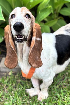 adoptable Dog in Milmay, NJ named HARPER